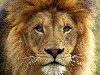Взрослые львицы гораздо меньше чем львы, вес самки около 150 килограмм, ...
