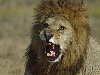 Когда наблюдаешь за львами, кажется, что у львов нет конкретной цели, ...