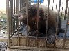 ... статей Законів України “Про захист тварин від жорстокого поводження”, ...