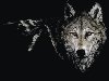 волк (арт Nelson Weitzel), размер: 1024x768 пикселей. Открыть в новом окне