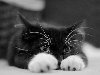 черно белый кот лежит