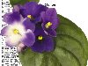 весна, цветы, фиалки, цветы без фона, цветы PNG, растения, флора, ...