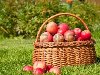 Корзина с красными яблоками расходы на траве Фото со стока - 10890883