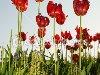 Красные яркие Тюльпаны весной — Стоковая фотография
