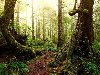 Сказочный лес, Природа