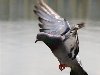vega5715 — «Летящий голубь...» на Яндекс.Фотках