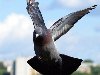 vega5715 — «Летящий голубь...» на Яндекс.Фотках