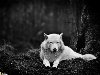 Серый волк отдыхает в заповеднике для волков в Вашингтоне. (Mukul Soman)
