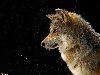 Лучшие обои 2009 от National Geographic. Мексиканский серый волк.
