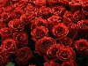 Ну вот правду говорят: подари женщине миллион алых роз , а она ...