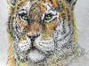 Тигр, нарисованный цветными карандашами Многие знают интересные и ...