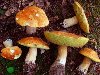 Съедобные грибы - Описание грибов - Грибные блюда
