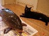 котэ,прикольные картинки с кошками,рыба. Подробнее