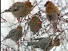 Птицы зимой.. Обсуждение на LiveInternet - Российский Сервис Онлайн- ...