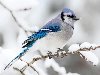 Птицы зимой - Фото. Фотоподборка разнообразных птичек зимой