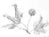 Растение 4 (Карандаш) [Растения] кликните для полного качества (826 x 580)