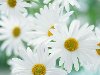 Полевые ромашки и хризантемы - большие фото и картинки цветов и букетов для ...