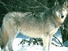 Картинки животных - Волк
