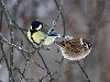Найди 10 отличий - воробей синичка разные птицы зима ветки 100-400 фото ...