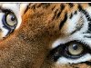 Оригинал схемы вышивки «Глаза тигра» Оригинал