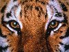 Глаза тигра. 0 коментриев 488 просмотров 614.1 Кб | 1600x1200 px Скачать
