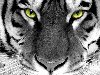 Скачать обои Тигр, белый, глаза 1280x1024. Фото, заставки, картинки на ...