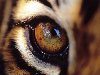 Реалистичное рисование глаза тигра карандашом
