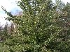 Дерево груши Чижевская Прекрасное дерево, сильное, ветвистое с вкусными ...