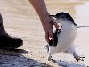 Детский сад для пингвинов | Прикольные картинки, видео и фото животных