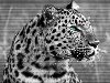 Черно-белый леопард. 2011-11-16 | 1920x1200