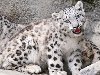 Широкоформатные обои Белый леопард, Детеныш белого леопарда