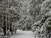 Описание природы зимы начала декабря (I - II неделя)