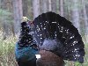 Глухарь – одна из самых крупных птиц, обитающих на территории Евразийского ...