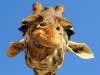 Смешная фотография жирафа.