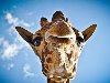 ... обзора: смешной и очень любвеобильный жираф из Мексики. Зовут его Lupe, ...