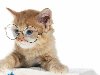Кошки -анимашки - Фотоальбомы - Котомания