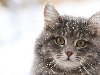 Зима и кошки. Смотрите также другие интересные подборки с кошками: