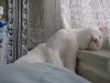 Что делают кошки зимой? Впадают в спячку. Меняют цвет шубки