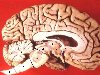 Головной мозг. Материал из Википедии — свободной энциклопедии