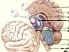 Средний мозг является соединительным звеном между задним мозгом и передними ...