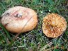 Трубчатые грибы u0026middot; Пластинчатые грибы ...