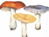 Съедобные и несъедобные грибы.