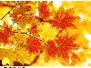 Осенние кленовые листья, осенняя раскраска кленов, листья японского клена, ...