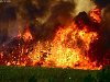 Лесной пожар Сергей Газин Смешалось всё: огонь и люди, И дым, и пепел, ...
