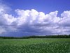 Небо и поле / природа, небо, поле, облака, пшеница. Небо и поле