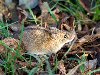 Полевая мышь (Apodemus agrarius), фото картинка грызуны