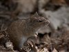 В Приморье ожидается нашествие полевых мышей. Опубликовано gpr Дек 28, ...