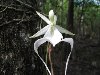 Топ-10: Самые редкие цветы в мире 7. Орхидея-призрак.