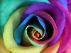 Что потребуется для создания разноцветных роз:
