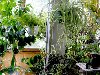 Зимний сад на балконе требует правильного подбора растений